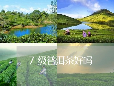 7级普洱茶好吗/2023101626160