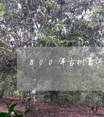 800年古树普洱茶价格及图片/2023110499492