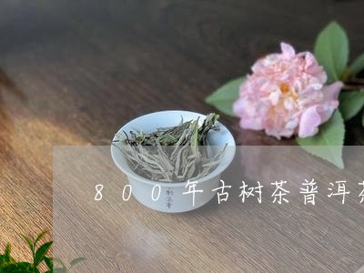 800年古树茶普洱茶/2023100709262