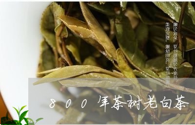 800年茶树老白茶/2023121502826