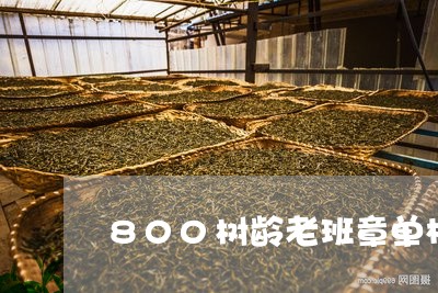 800树龄老班章单株/2023092482605