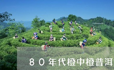 80年代橙中橙普洱茶/2023092638373