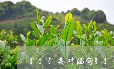 815茶叶缅甸815茶叶价格/2023053149593