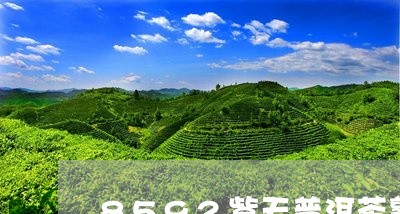 8592紫天普洱茶熟茶价格/2023052771502