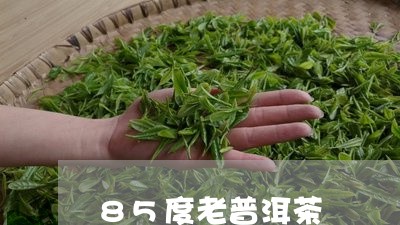 85度老普洱茶/2023101678380