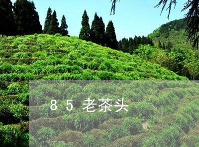 85老茶头/2023090273037