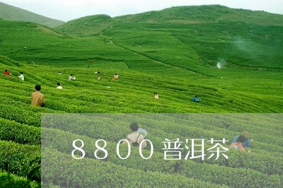 8800普洱茶/2023112637695