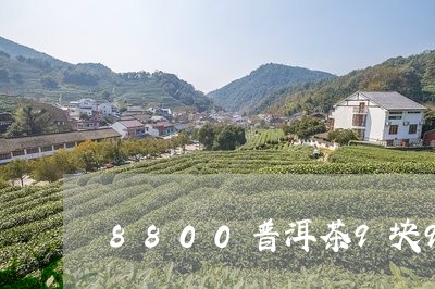 8800普洱茶9块9卖给你/2023112459604