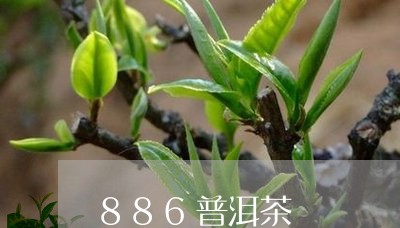 886普洱茶/2023042848333