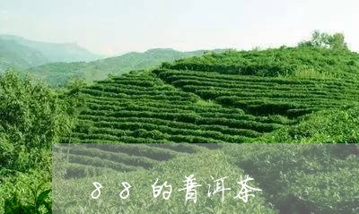 88的普洱茶/2023081807370