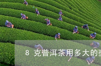 8克普洱茶用多大的壶/2023092821705