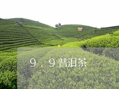 9.9普洱茶/2023042835345