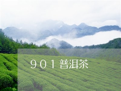 901普洱茶/2023042893307