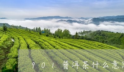 901普洱茶什么意思/2023100585826