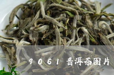 9061普洱茶图片/2023091590403