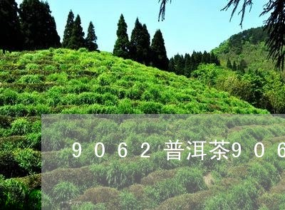 9062普洱茶9062是什么意思/2023060339703