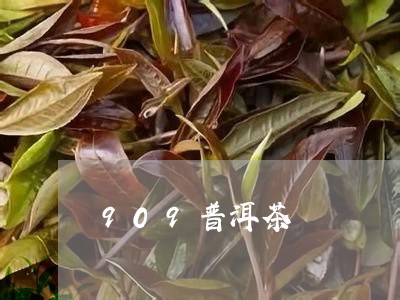 909普洱茶/2023042849835