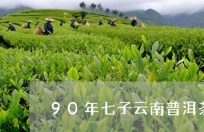 90年七子云南普洱茶/2023062141827