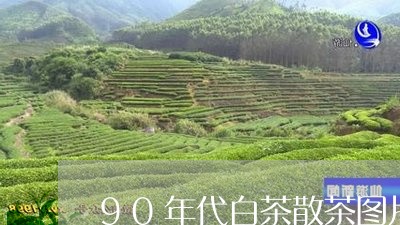 90年代白茶散茶图片大全/2023111507269