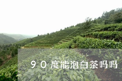 90度能泡白茶吗吗/2023121341806