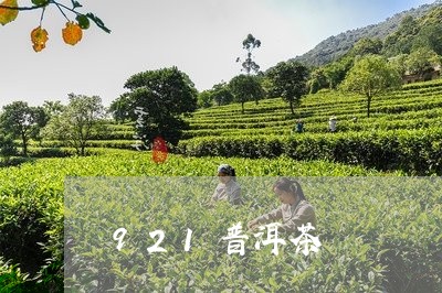 921普洱茶/2023081868170