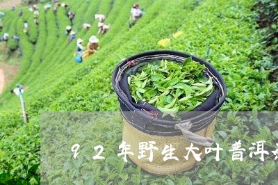 92年野生大叶普洱茶/2023062247261