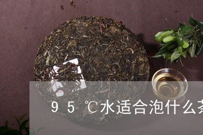 95℃水适合泡什么茶/2023071338382