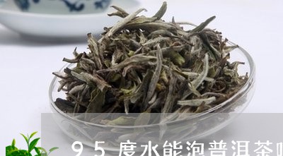 95度水能泡普洱茶吗/2023092807471