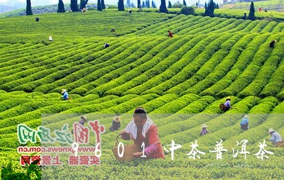 9601中茶普洱茶/2023091486157