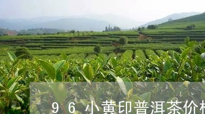 96小黄印普洱茶价格/2023080222927