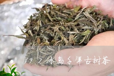 97冰岛千年古树茶/2023042645937