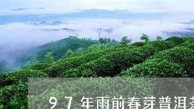 97年雨前春芽普洱茶/2023072402737