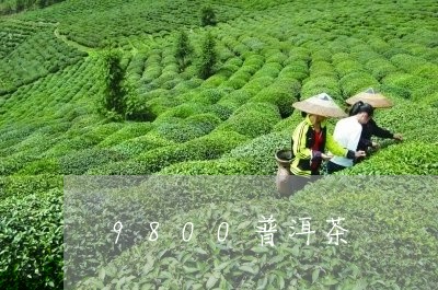 9800普洱茶/2023102617505