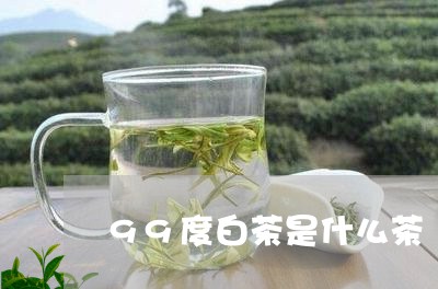 99度白茶是什么茶/2023071440604