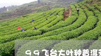 99飞台大叶种普洱茶/2023062951827