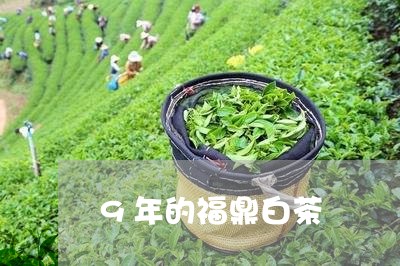 9年的福鼎白茶/2023112557947