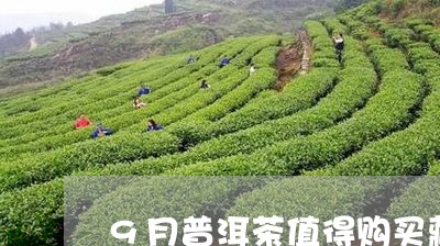 9月普洱茶值得购买藏吗/2023073195936