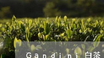 Gandini白茶/2023071489492