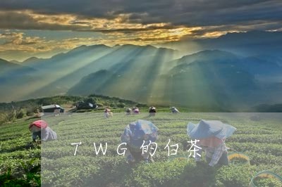 TWG的白茶/2023051243704