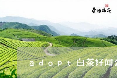 adopt白茶好闻么/2023092717260