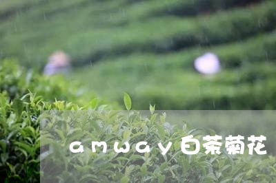 amway白茶菊花/2023071450616