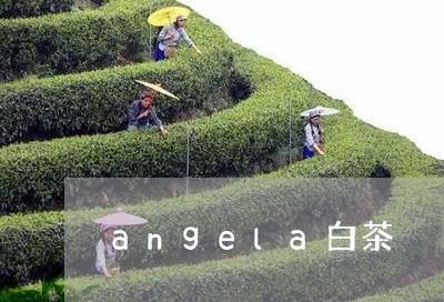 angela白茶/2023061417282