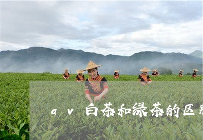 av白茶和绿茶的区别/2023092735250