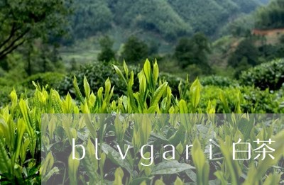 blvgari白茶/2023121618372