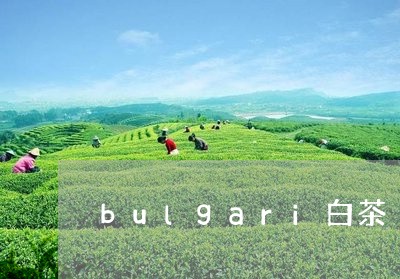 bulgari白茶/2023121637382