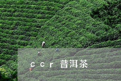 ccr普洱茶/2023042821942