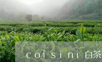 coisini白茶/2023121613017