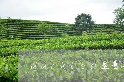 darktea是普洱茶吗/2023082586036