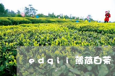 edgii薄荷白茶/2023121693824