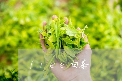 fiee白茶/2023051238171